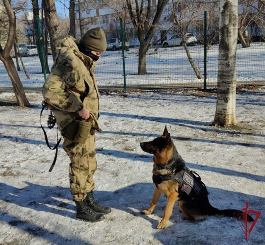 Во Владивостоке кинолог Росгвардии рассказала об особенностях выгула крупных собак в городской черте